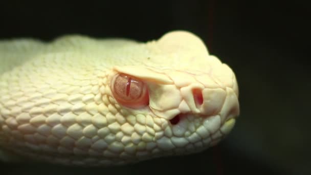 Pit Viper Look — Stockvideo