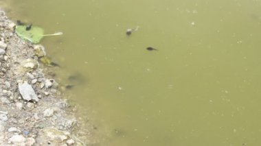 Su birikintisi Kurbağa yavrularını