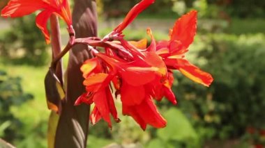 Akdeniz çiçek kırmızı yaprakları