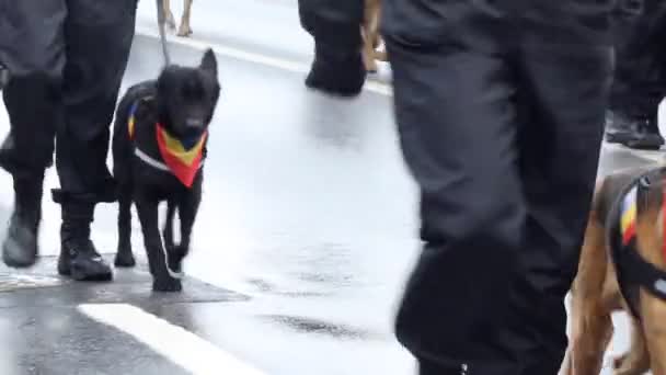 Polizisten mit Hunden — Stockvideo