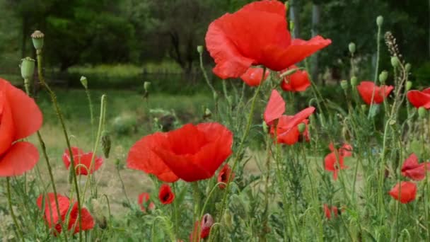 Amapolas en el campo de cerca — Vídeos de Stock