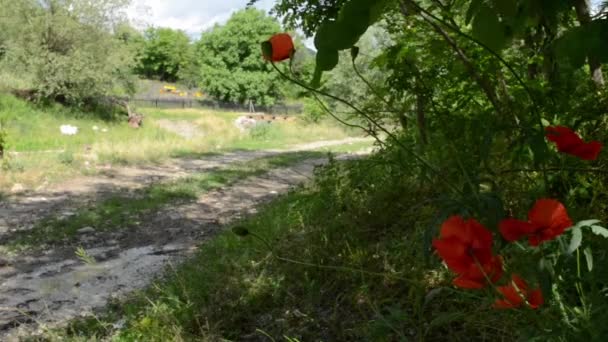一边的乡间小路上的罂粟花 — 图库视频影像