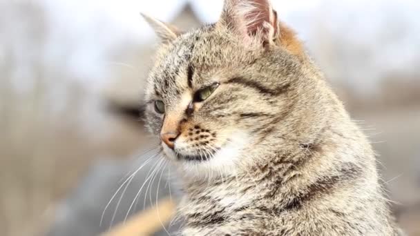 Портрет полосатой кошки — стоковое видео