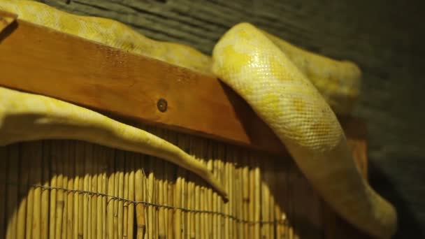 Serpente pitone — Video Stock