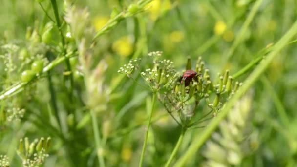 赤バグが牧草にとどまる — ストック動画