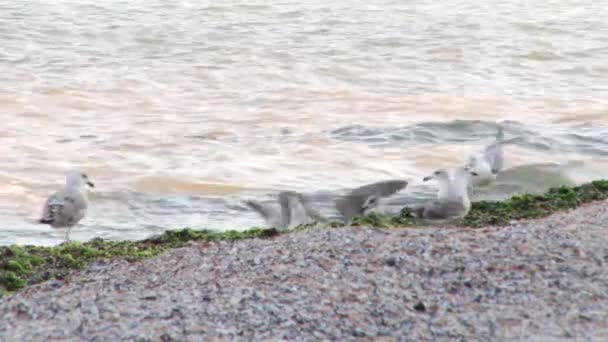 Gaviotas en la playa — Vídeo de stock