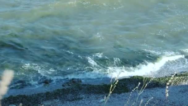 Algas marinas en la orilla — Vídeo de stock