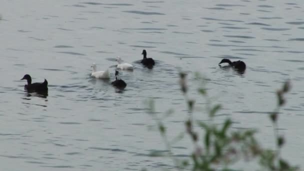 Seis patos blancos y negros flotando — Vídeos de Stock