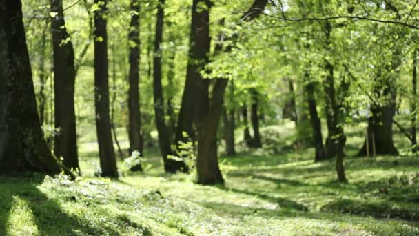 Mały Park rzeka meandruje — Wideo stockowe