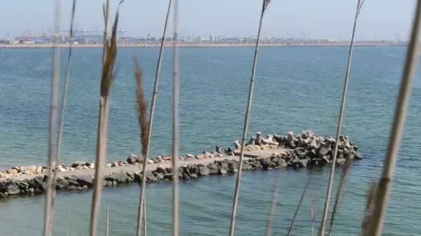 Piedra hecha muelle en el mar — Vídeos de Stock