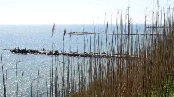 Strohhalme auf Klippe in der Nähe des Meeres — Stockvideo