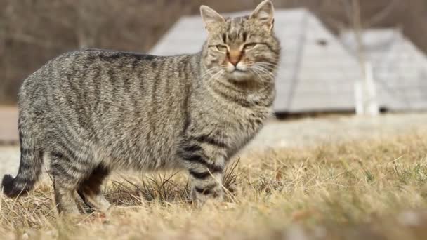 Ontdaan van de kat — Stockvideo