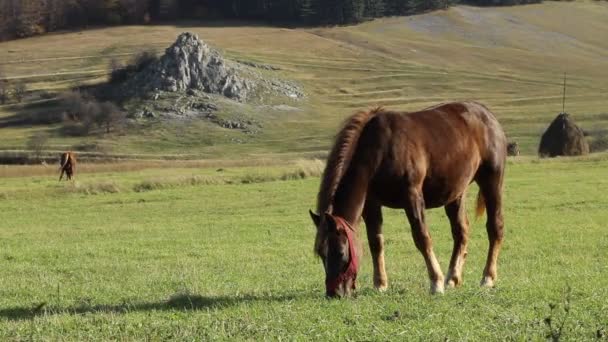 Tarde soleada Grazing Horse — Vídeos de Stock