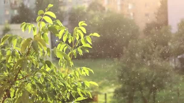 Lluvia de otoño mezclada soleada — Vídeos de Stock