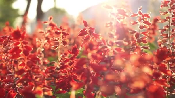 阳光灿烂的红色花朵 — 图库视频影像
