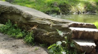 Ağaç köprü üzerinde yürüme