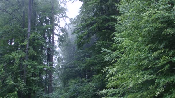 Hohe nebelige Bäume im Wald — Stockvideo
