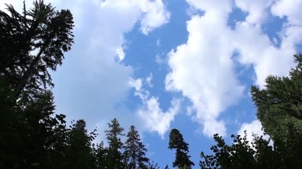 Pinos altos y nubes rápidas — Vídeo de stock