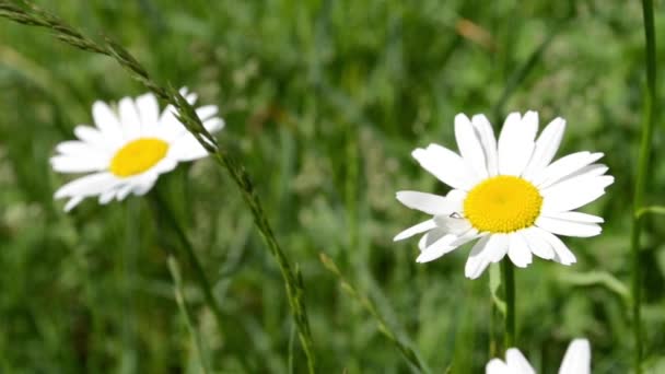 Twee madeliefjes in grasveld — Stockvideo