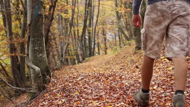 Trekking à travers la forêt d'automne 