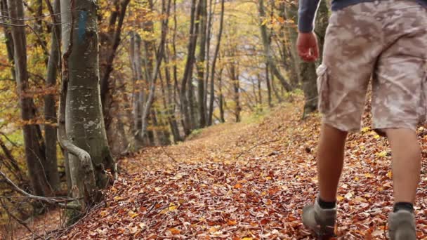 Vandring genom hösten skogen — Stockvideo