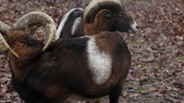 Two Mouflons — Stock Video