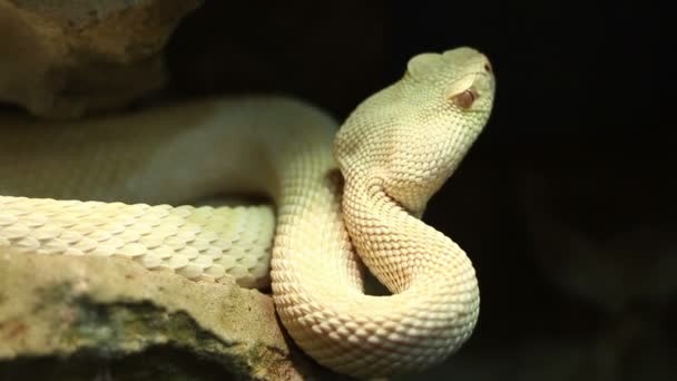 Venomous Pit Viper — Stock Video