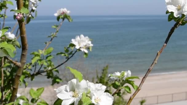 Deniz sahilinde beyaz çiçekler — Stok video