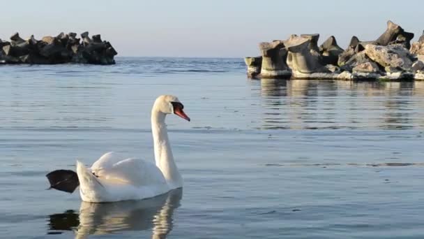 Lebădă albă într-un golf de mare — Videoclip de stoc