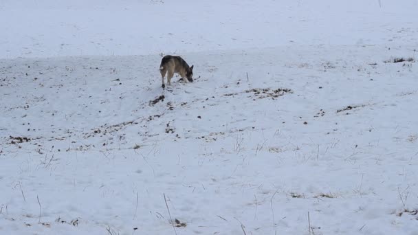 Winter hond snuiven op aard — Stockvideo