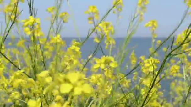 Deniz kenarında sarı küçük çiçekler — Stok video