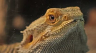 Sakallı Ejder portre