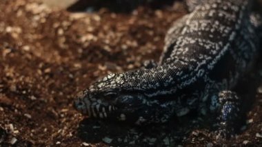 Büyük Tegu kertenkele