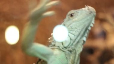 Iguana kaçan