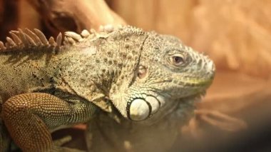 iguana portre