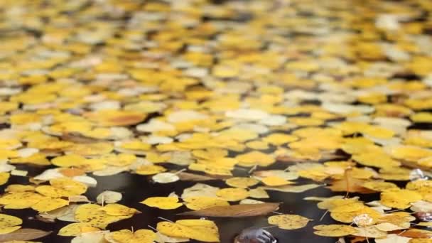 水的黄色树叶 — 图库视频影像