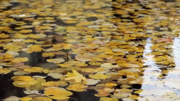 Autumn Foliage Floating — Stock Video