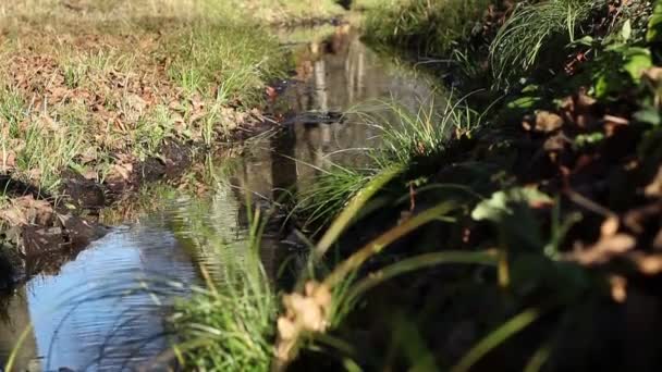 Petit ruisseau d'eau automnal 