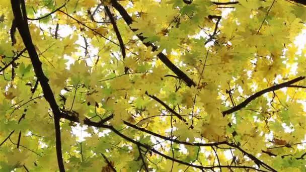 Feuilles d'automne tombant sur le spectateur — Video