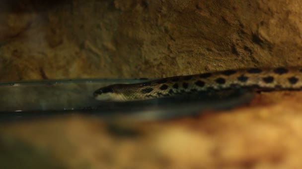 Serpent de rat de beauté glissant — Video