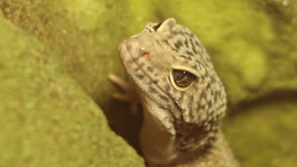 Reptile Respirant — Video