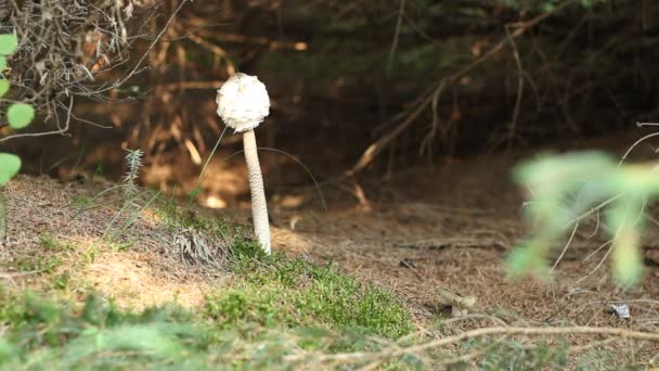 Edible Forest Toadstool — Stock Video