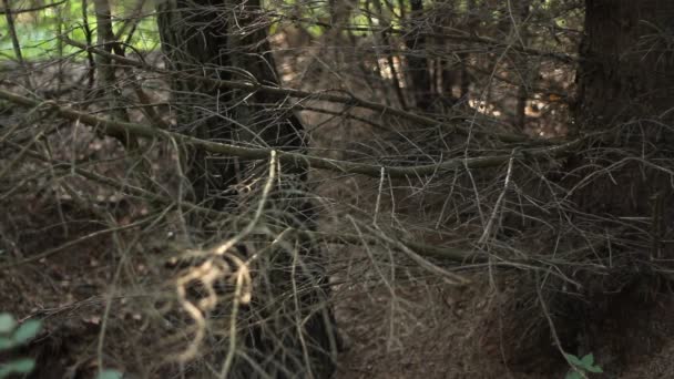 Setas de bosque comestibles — Vídeo de stock