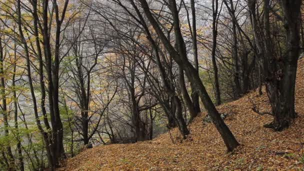 Feuilles tombées sur le chemin 