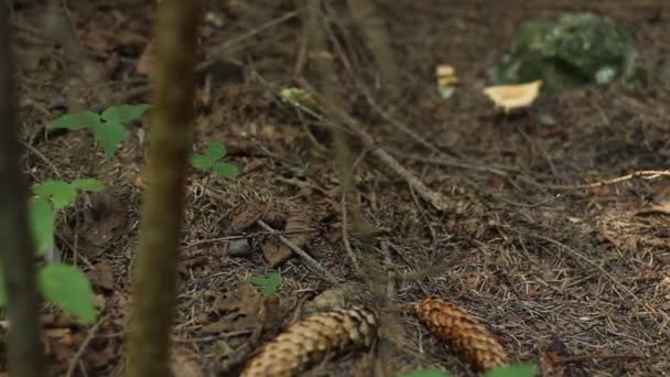 Лесные грибы — стоковое видео