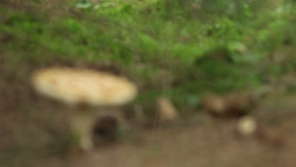 Concentration d'un champignon toxique 