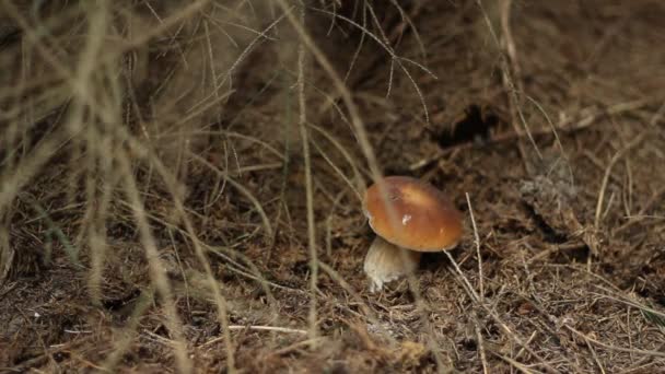 森林蘑菇觅食 — 图库视频影像