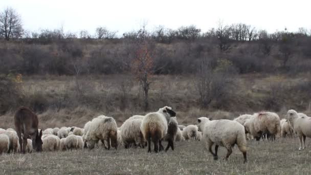 Weidende Schafe und Esel — Stockvideo