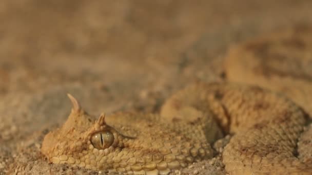 Horned Viper in zand — Stockvideo