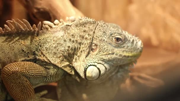 Iguana portre — Stok video